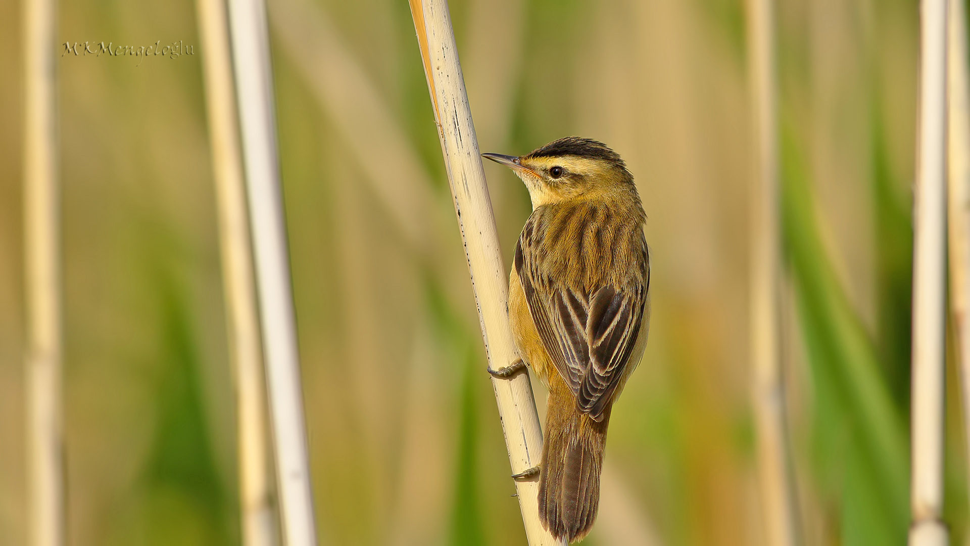 Sedge Warbler